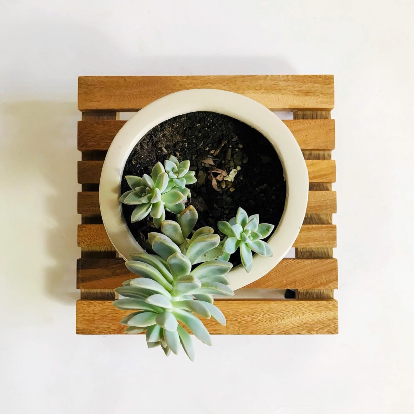 Brossard | Rolling Plant Stand | Natural Finish