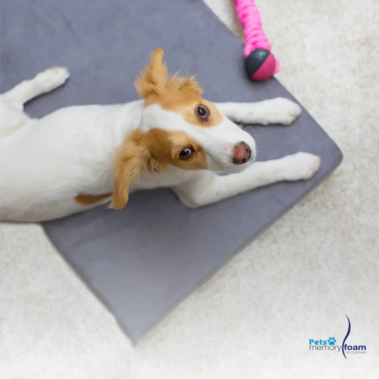 Memory Foam | Pet Mattress